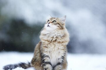 Прогноз погоды в Украине