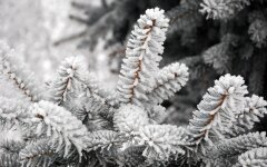 zima_moroz