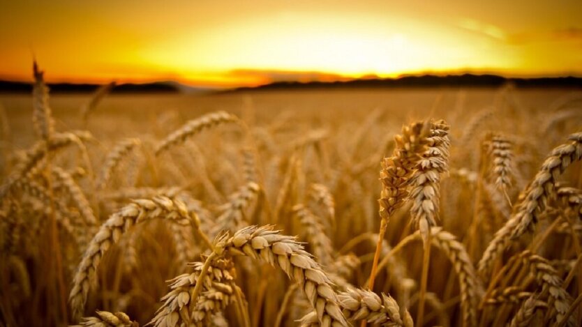 Украина в 2023/24 МГ экспортировала 17,44 млн т пшеницы