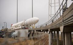 Cygnus