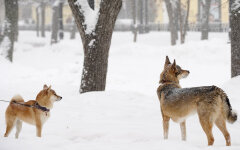 Прогноз погоды зимой / Фото: Александр Авилов