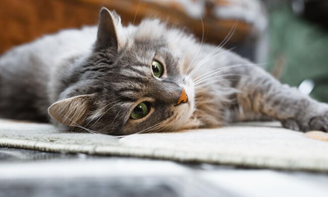 Прогноз погоды в Украине