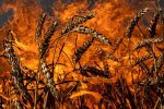 Гарячі поля пшениці, Україна, 2022, війна з росією, зелений, урожай