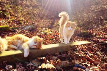 Прогноз погоди в Україні / Фото: pinterest.es