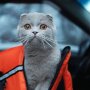Тварина в авто