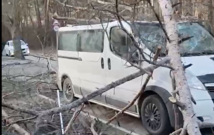 Погода в Киеве, ветер повалил деревья на авто
