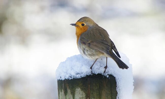 Прогноз погоди в Україні / Фото: Pexels