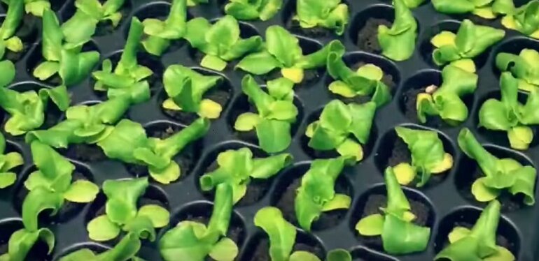 robotizirovannyie-fermyi