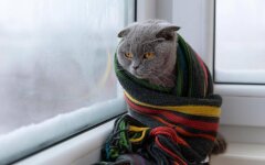 Прогноз погоды зимой