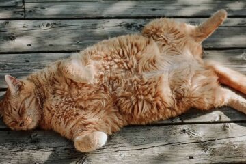 Прогноз погоди в Україні