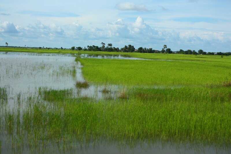 Камбоджа, рисовые поля