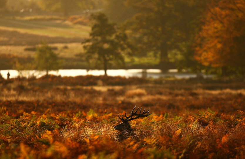 Лондонский Ричмонд-парк, Англия. Самец красного оленя пасется во время восхода. 
