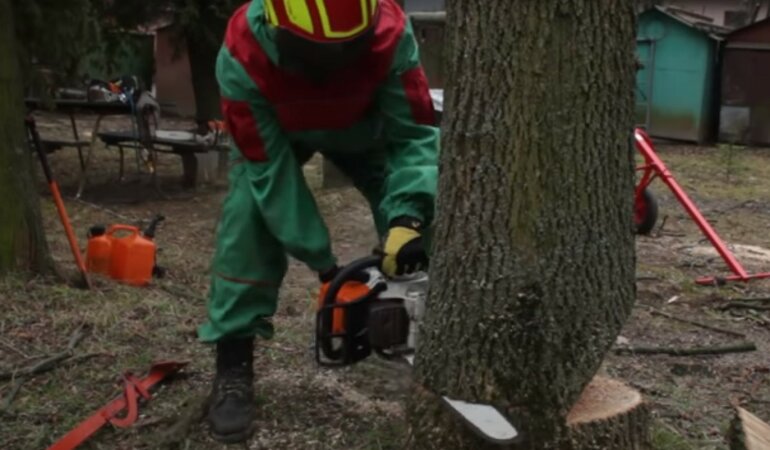 Экологи оценили ущерб от незаконной вырубки деревьев в Украине