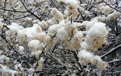 цветущее дерево, заморозки