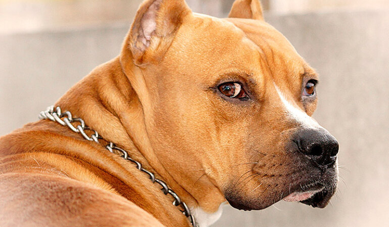 стаффор собака