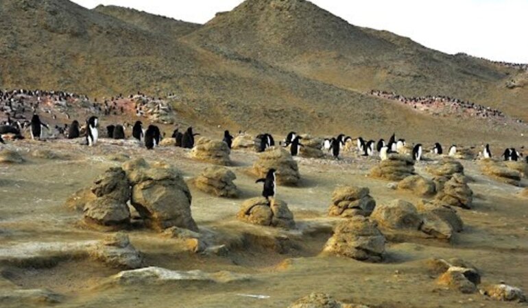 Seymour-Island_Antarctica