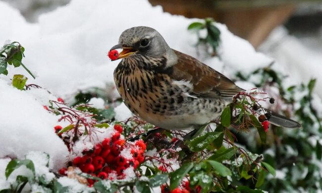 Прогноз погоди в Україні / Фото: Pixabay