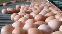 Стало известно, почему взлетели цены на яйца и что будет дальше