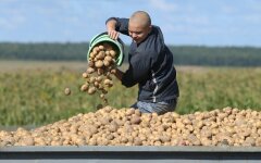 Цены на картофель в Украине,в Украине подешевела картошка,цена на картофель июль 2020