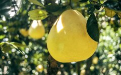 Ціни на помело