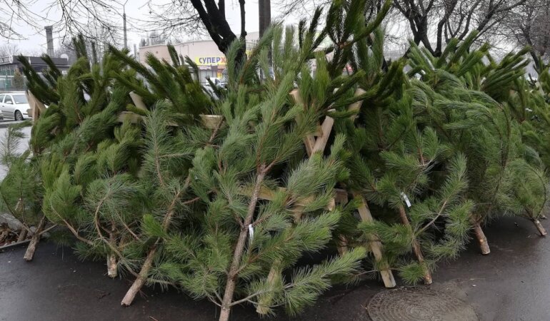 Ціни на ялинки в Україні / Фото golos.ua