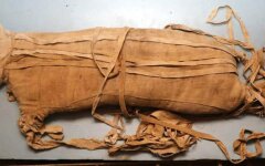 feline_mummy_saqqara_egypt