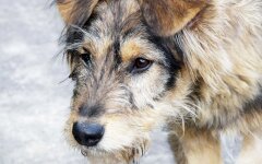 собака дворняга