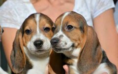 песики из пробирки