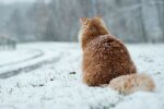 Снегопад в Украине, снег, погода в Украине, прогноз погоды