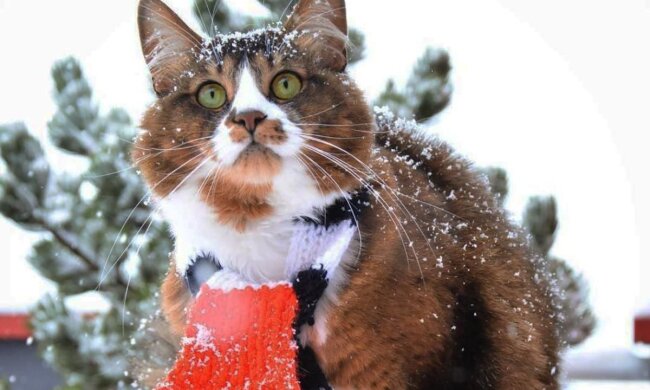 Прогноз погоди в Україні / Фото: kotomaniya.com.ua