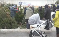 В Киеве стартовала официальная продажа новогодних елок: перечень адресов