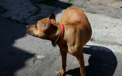 Нападение собаки