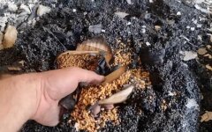 Оккупанты уничтожили генетический банк растений