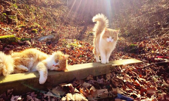 Прогноз погоды в Украине / Фото: pinterest.es