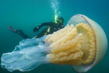 медузая дайвер