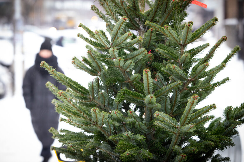 Продаж ялинок