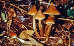 gallyutsinogennyie-gribyi