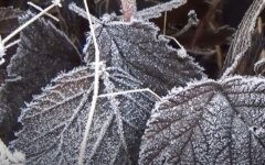 Заморозки