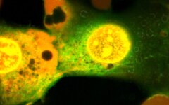 клетки лазер