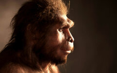 Homo erectus