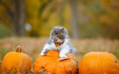 Прогноз погоди в Україні