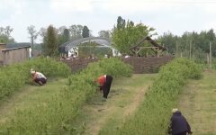 Польша, Украина, заробитчане