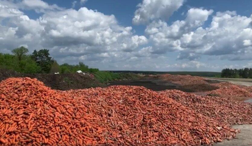 Кладбище моркови под Киевом, фермер выбросил тонны моркови