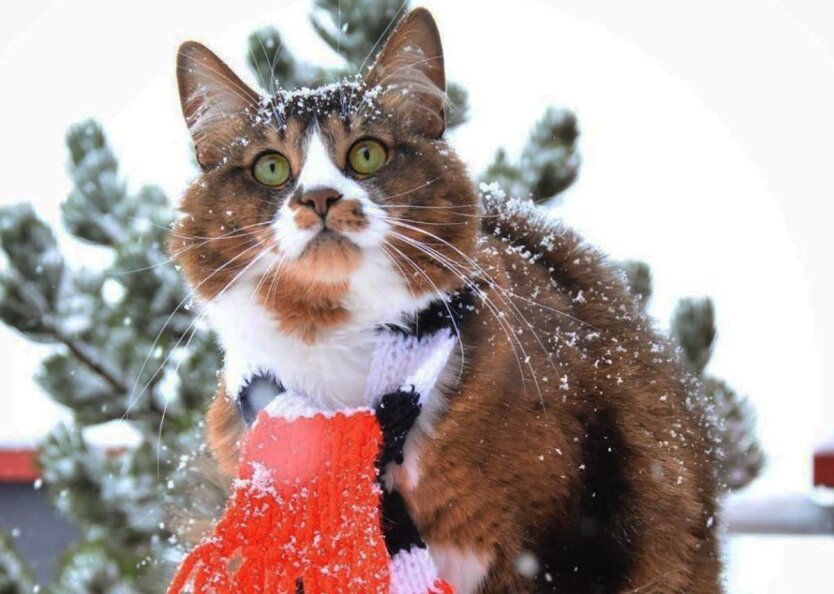 Прогноз погоди в Україні / Фото: kotomaniya.com.ua