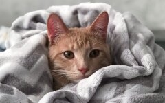 Прогноз погоды в Украине