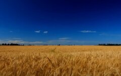 Поле пшеницы, вторжение России в Украину, война, голод