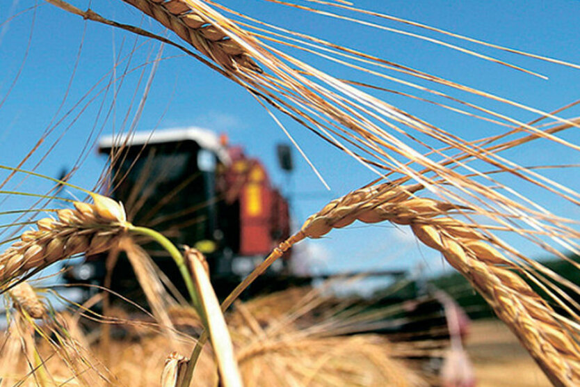 украинское зерно в китай, скандал с зерном и Давиденко