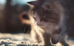 Тепло до +16, але з неприємним нюансом: синоптики розповіли про погоду в Україні на початку тижня