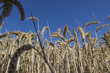 Зернова угода / Фото: Getty Images