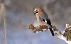 Прогноз погоды в Украине